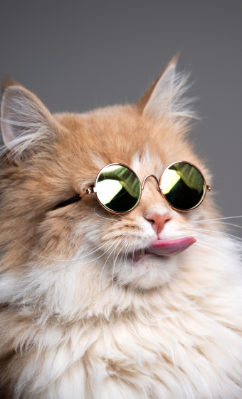 chat lunette opticien paris